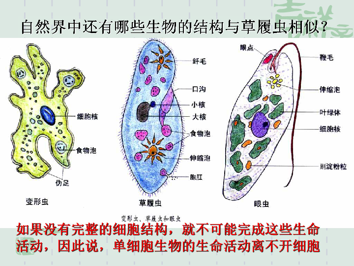 人教版必修一第一章第一节从生物圈到细胞共34张ppt