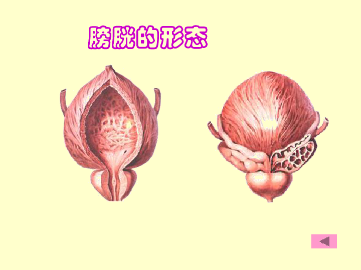 苏教版七下生物 11.1人体泌尿系统的组成 课件（16张PPT）