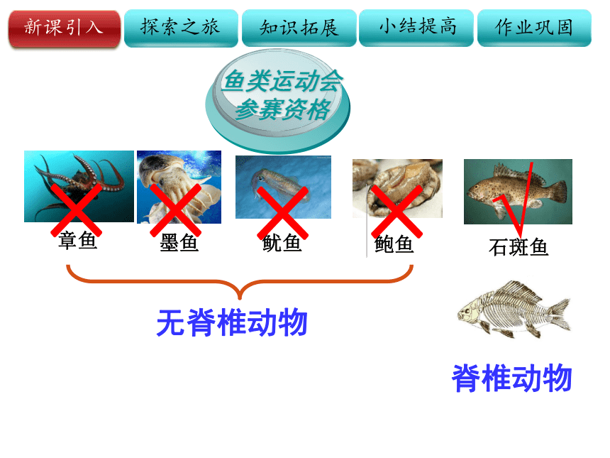 鱼类 课件（25张PPT）