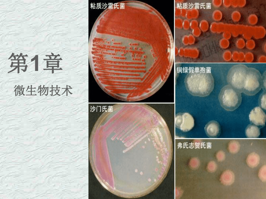 山东版选修1 生物技术实践第一章 微生物培养技术第二节 培养基对微生物的选择作用（19张）