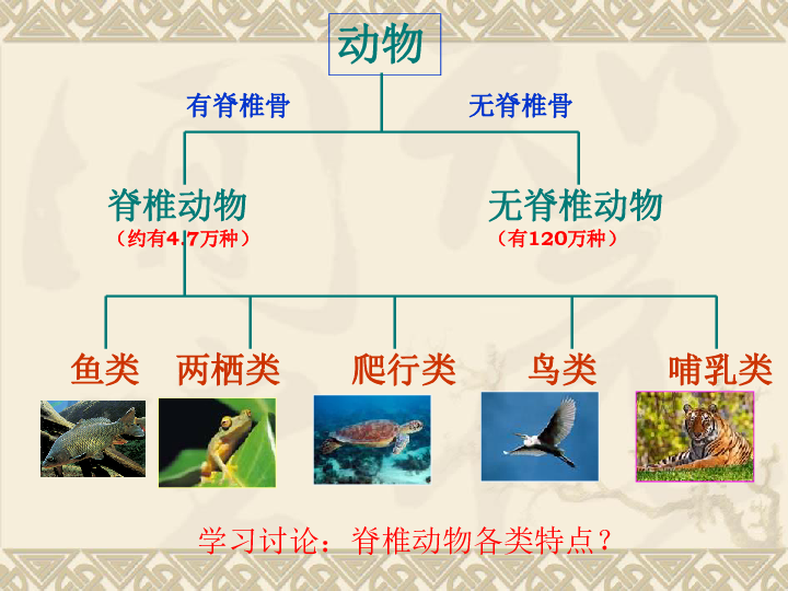 濟南版七上第二章第二節 脊椎動物的主要類群課件(共36張ppt)