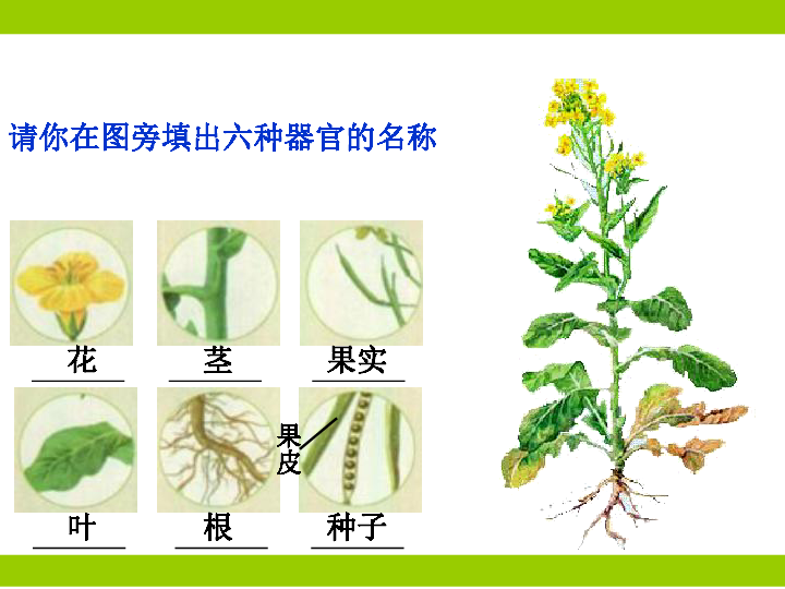 第三节 植物体的结构层次课件(18张ppt)