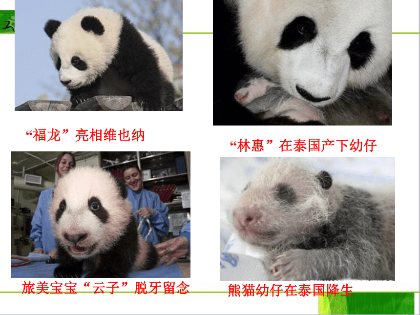 17 国宝——大熊猫 课件