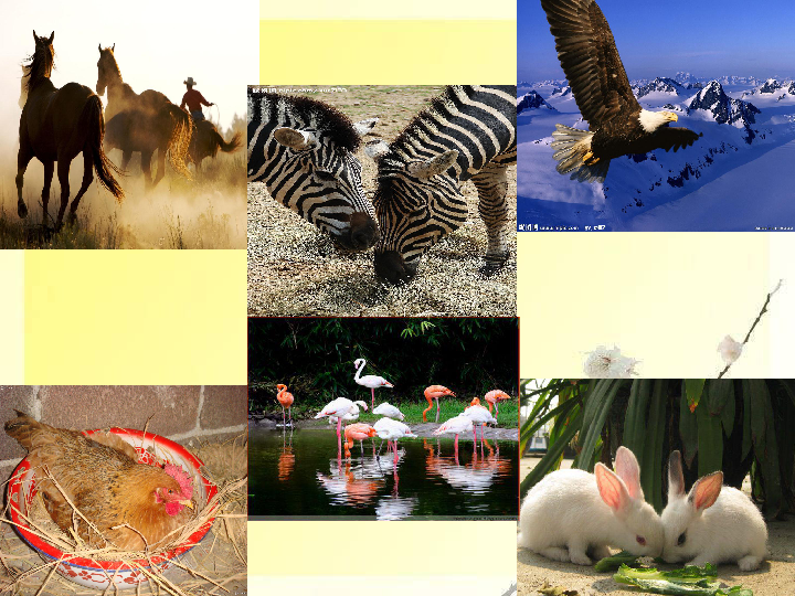10动物与能量 课件（21张PPT）