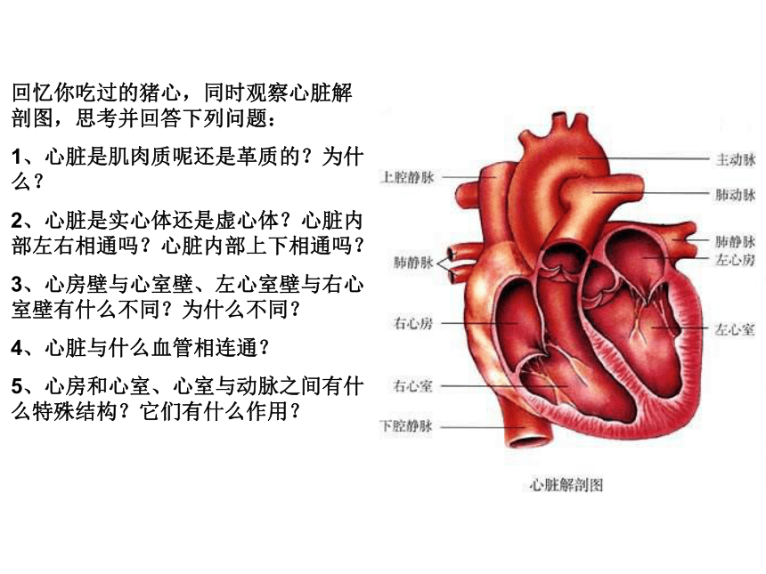 人教版生物七年级下册 4.4.3 输送血液的泵——心脏 课件 （30张PPT）