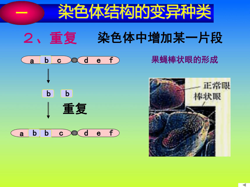 5.2《染色体变异》课件（新人教版必修2）