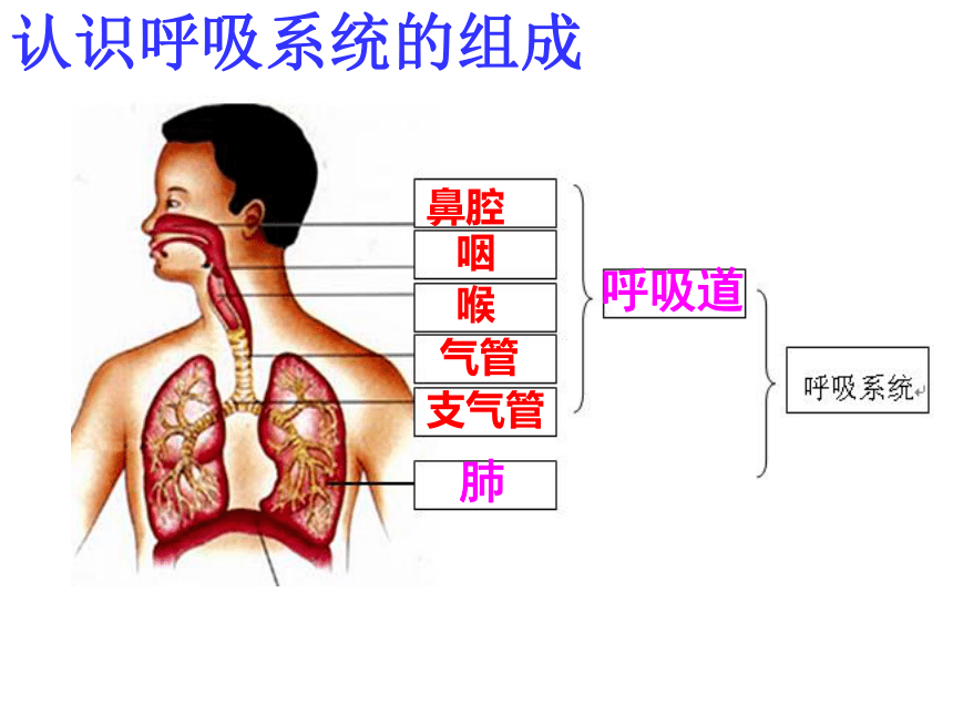 3.5生物的呼吸和呼吸作用（第1课时）