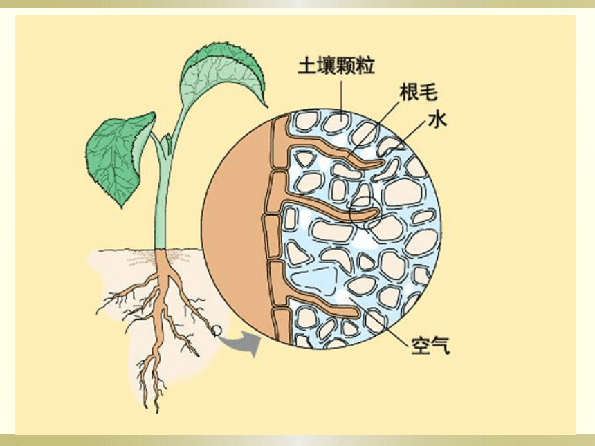 第三单元第三章绿色植物与生物圈的水循环