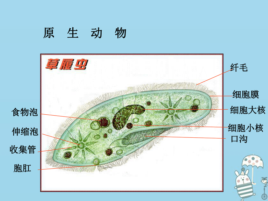 2018年八年级生物上册6.1.1尝试对生物进行分类课件（新版）新人教版（40张PPT）