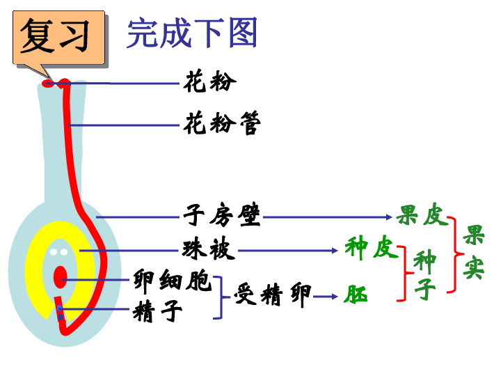 有性生殖和发育知识点(有性生殖个体发育的起点是什么)-第1张图片-鲸幼网