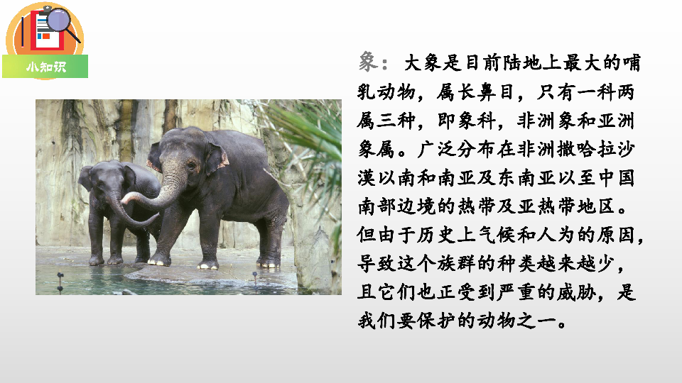 19 大象的耳朵课件（内嵌音频素材）(23张PPT)
