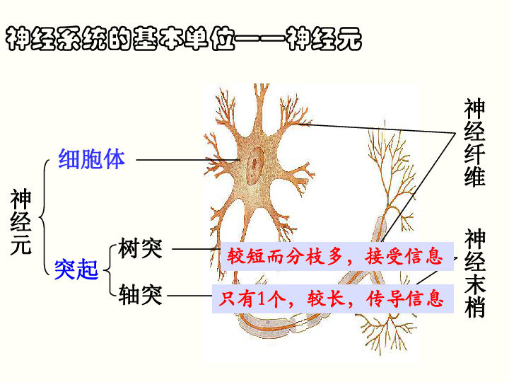 苏教版七下生物 12.2人体的神经调节 课件（37张ppt）
