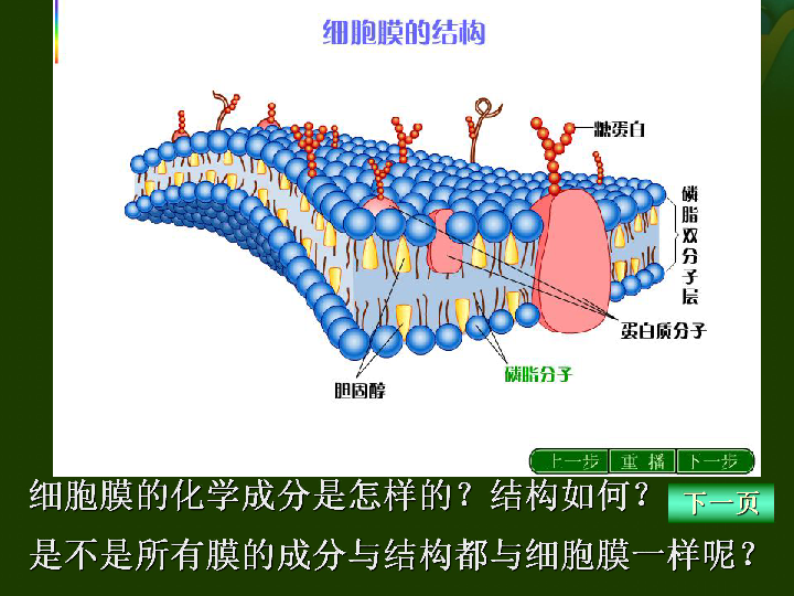 细胞膜结构模式图详细图片