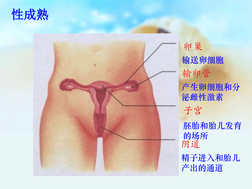 女生青春期生理卫生知识讲座课件