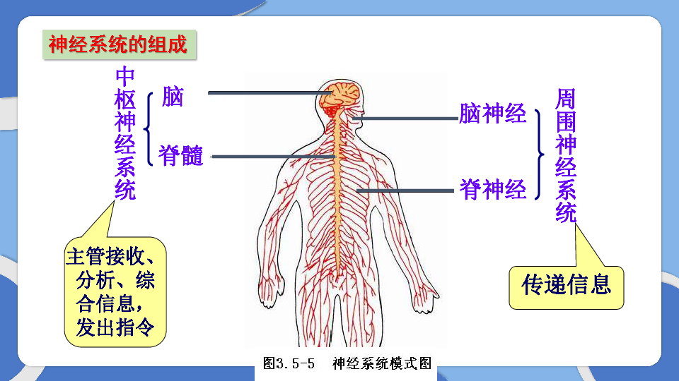 人教版七年級生物下冊462神經系統的組成課件共28張ppt