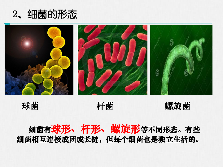 北师大版八上生物课件  18.1微生物在生物圈中的作用（第二课时）课件（44张PPT）