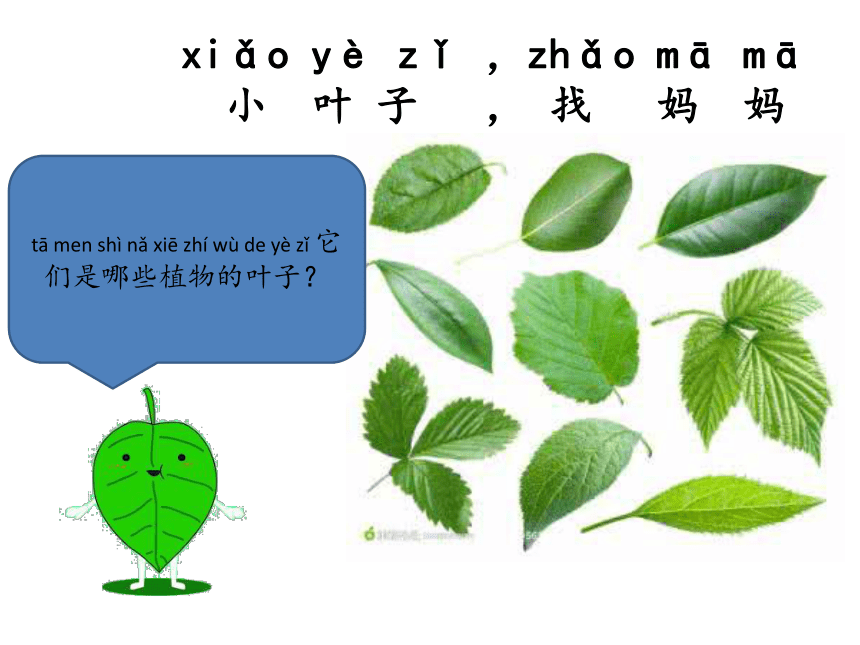 1.4这是谁的叶课件（18ppt）