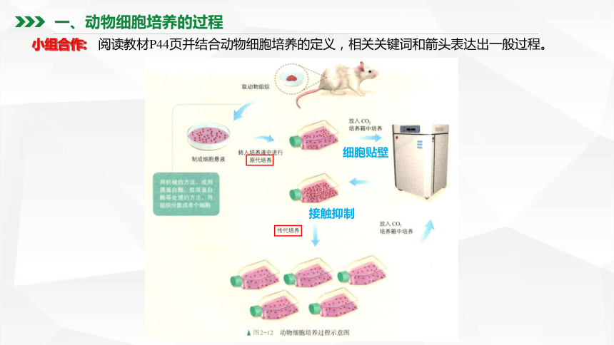 生物人教版2019选择性必修3221动物细胞培养课件共34张ppt