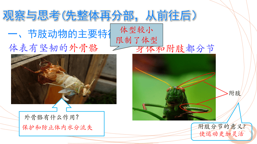 沪教版八年级生命科学第四章第二节《节肢动物》教学课件（25张PPT）