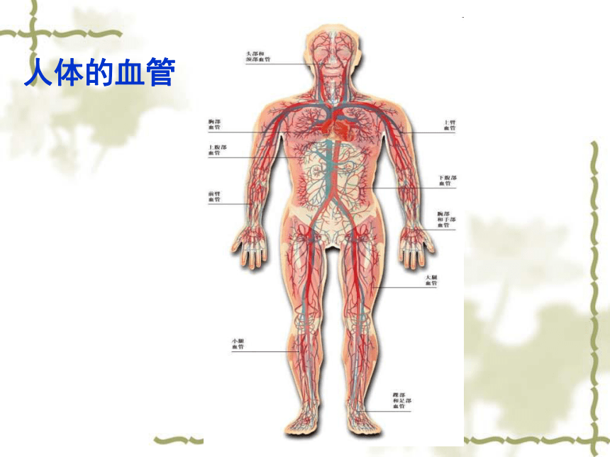 血流的管道──血管 (共32张PPT)