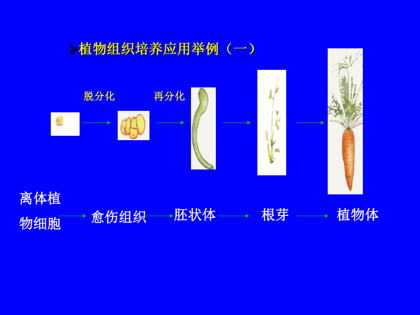 一 植物细胞工程(河北省邢台市桥东区)