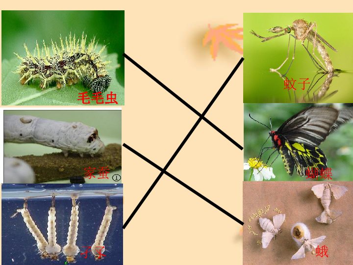 昆虫的生殖和发育课件(共24张PPT)