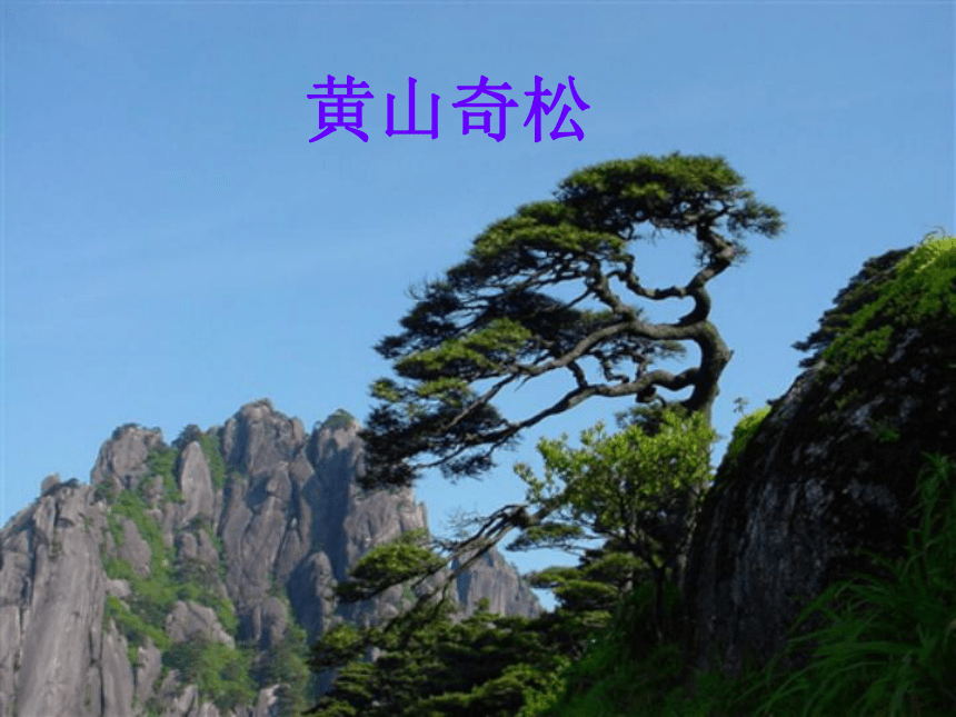 《黄山奇石 》课件 (共19张PPT)