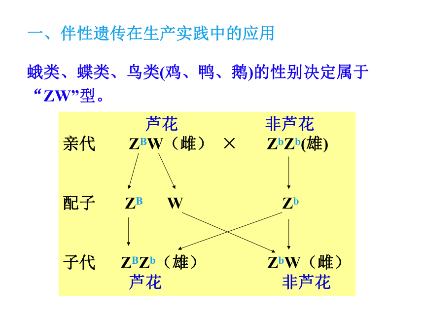 2.3.2伴性遗传的实践应用（共20张PPT）