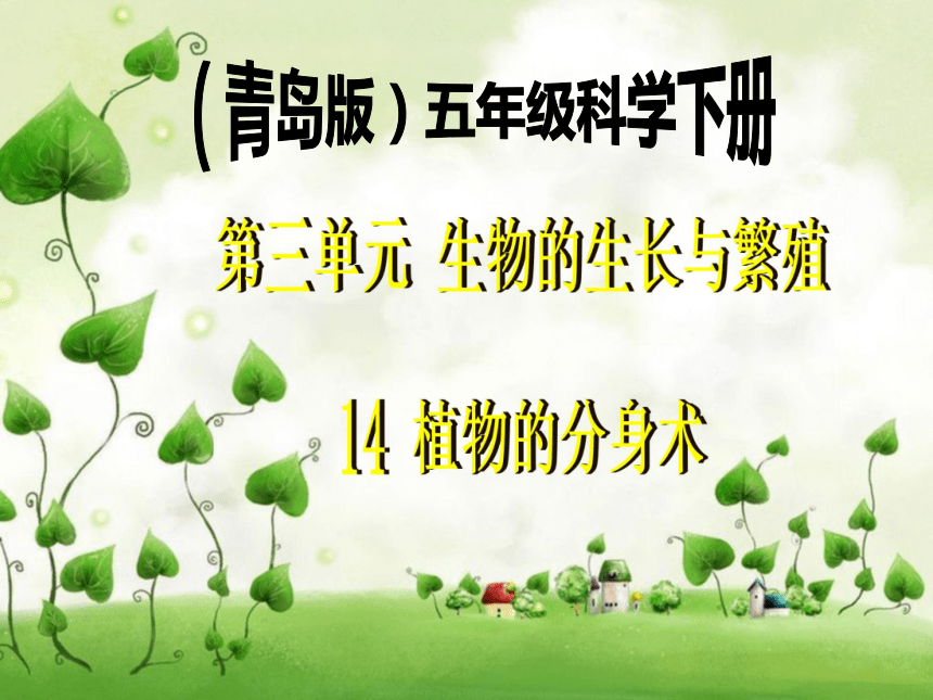 植物的“分身术”课件PPT下载 青岛版科学五年级下册课件