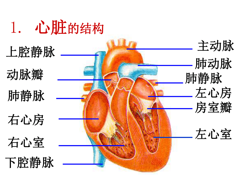 心脏的结构图七年级图片