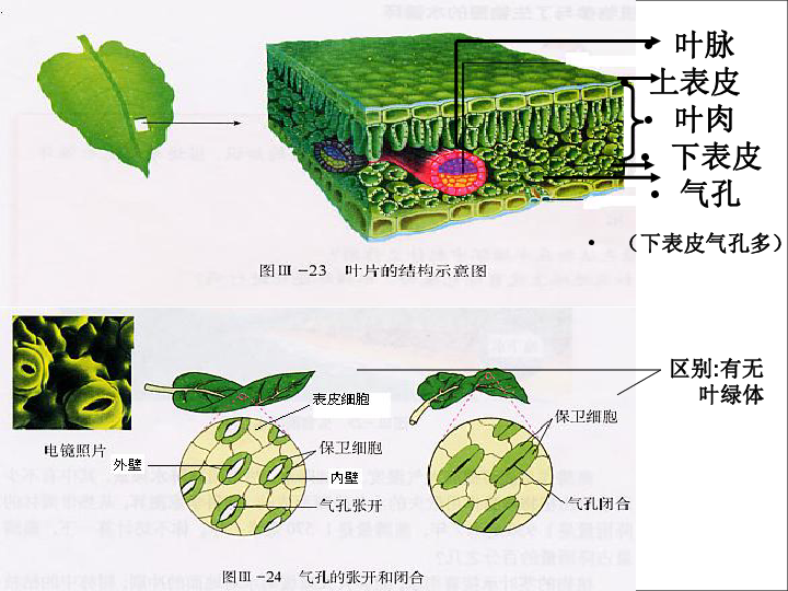 第三單元綠色植物蒸騰作用光合作用呼吸作用專題複習課件16張ppt