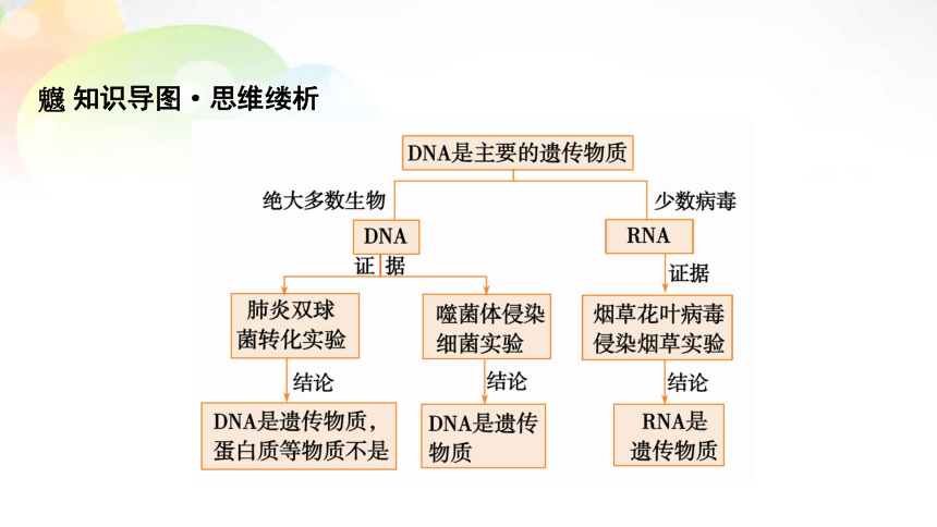 必修2 第2单元 第1讲 DNA是主要的遗传物质 课末总结(共14张PPT）