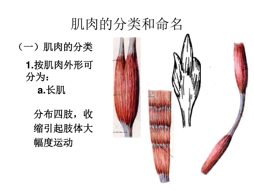 肌肉