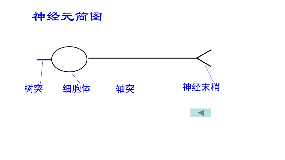 人体生命活动的 神经调节(共37张PPT)