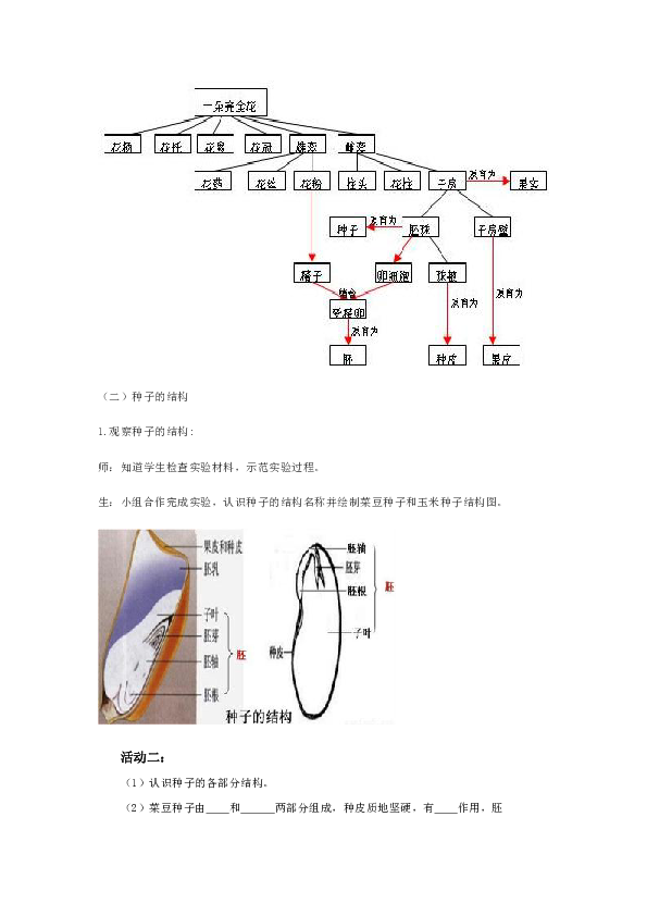 第三节果实和种子的形成教学设计