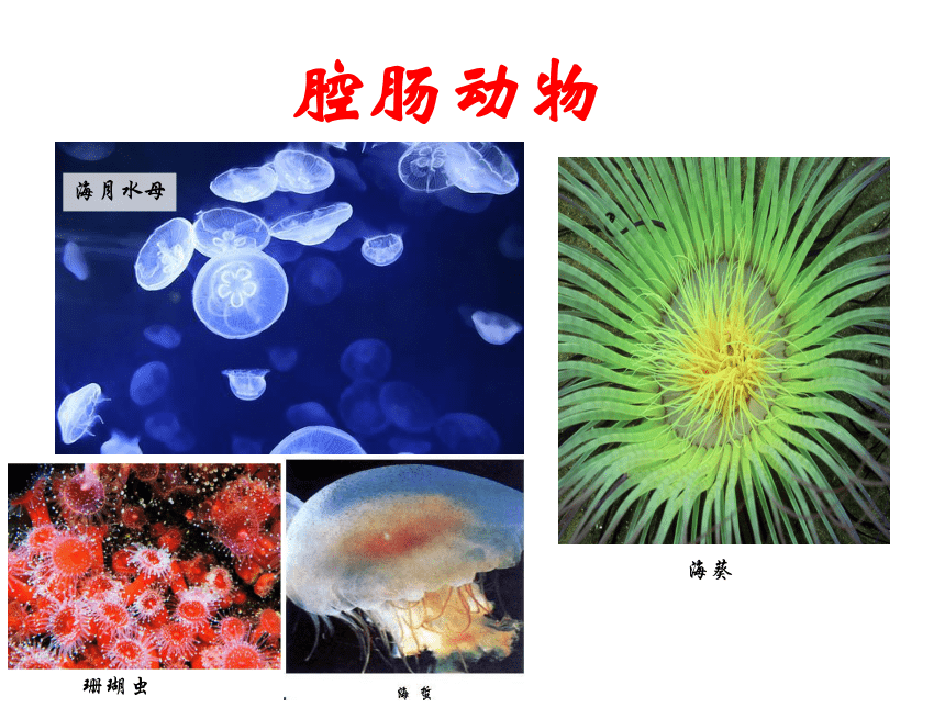 腔肠动物代表图片