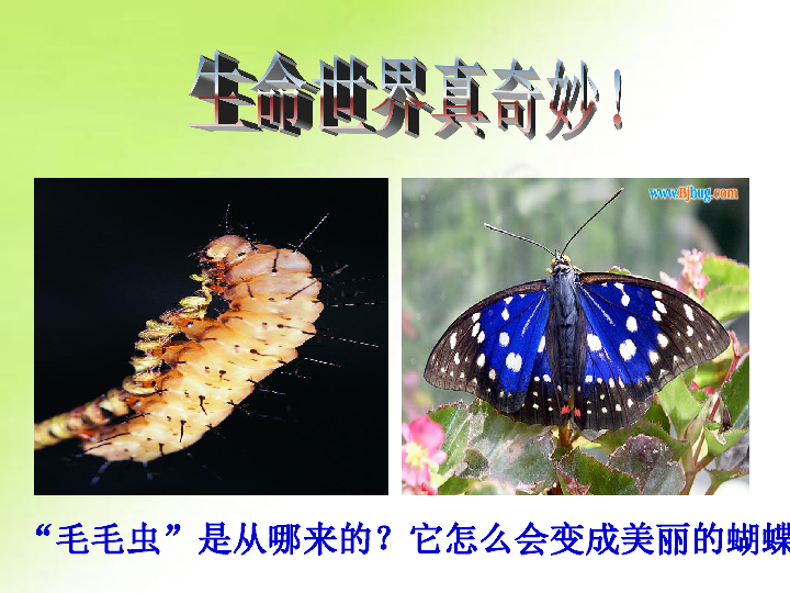 人教生物八下《7.1.2昆虫的生殖和发育》课件 （23张PPT）