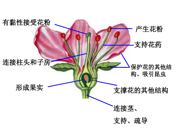 济南版生物八上第四单元第一章 第一节 花的结构
