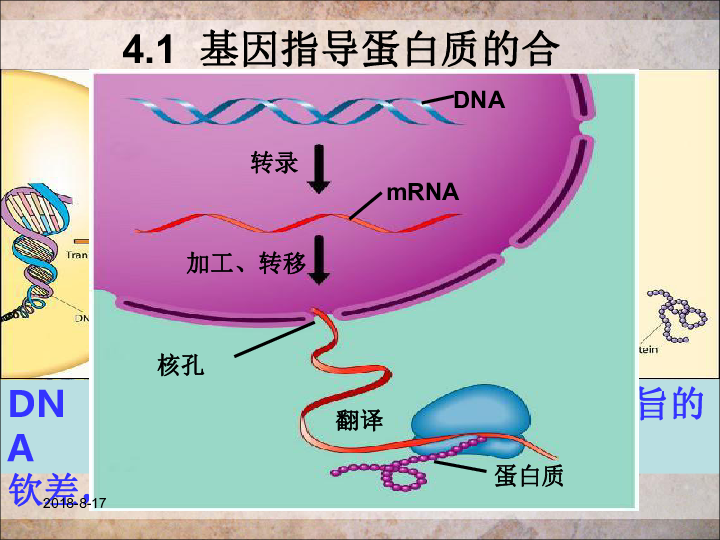 人教版高中生物必修二 4.1 基因指导蛋白质的合成（24张）