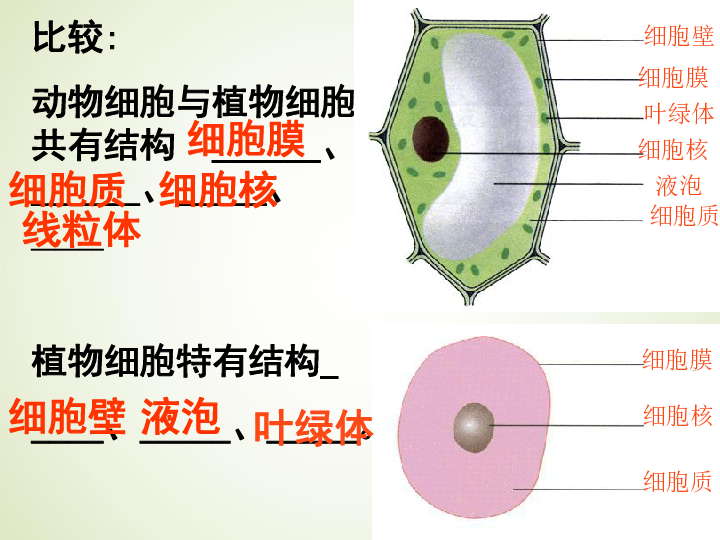 动物细胞膜模式图图片