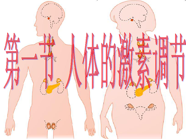 济南版七下生物 5.1人体的激素调节 课件（共24张PPT）