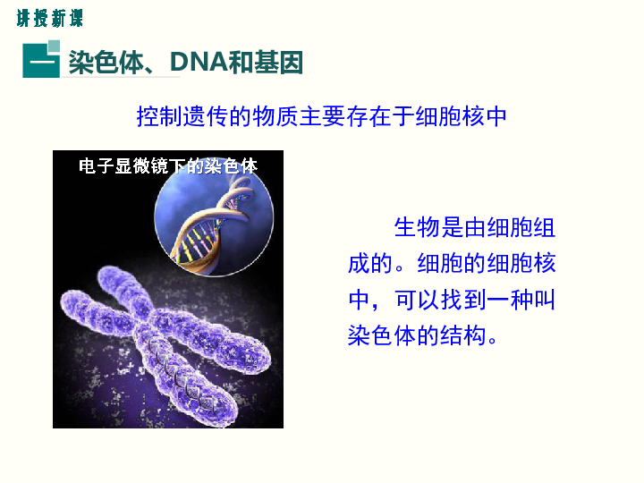第2节 性状遗传的物质基础 课件（共17张PPT）