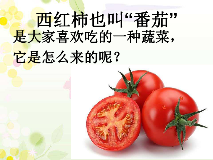 科学一年级下青岛版5.15番茄与番茄酱课件（21张ppt）