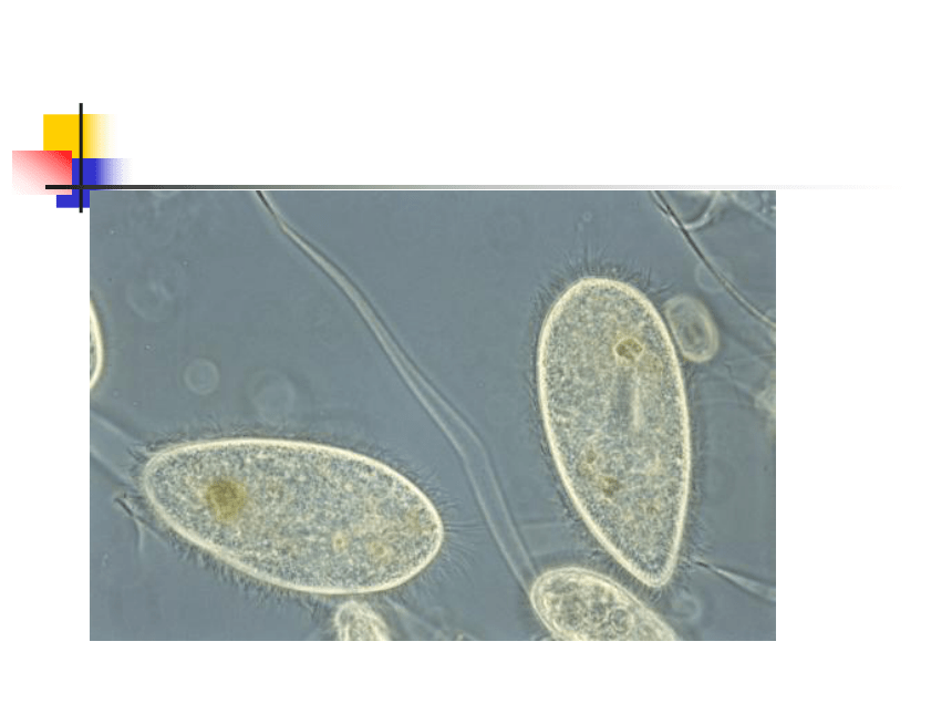 第二节单细胞生物课件2