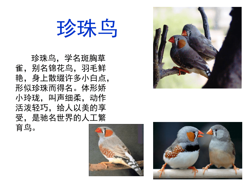 21《珍珠鸟》 课件