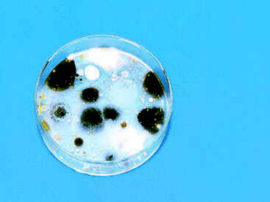 八年级生物上册5.4.1细菌和真菌的分布课件（22张PPT）