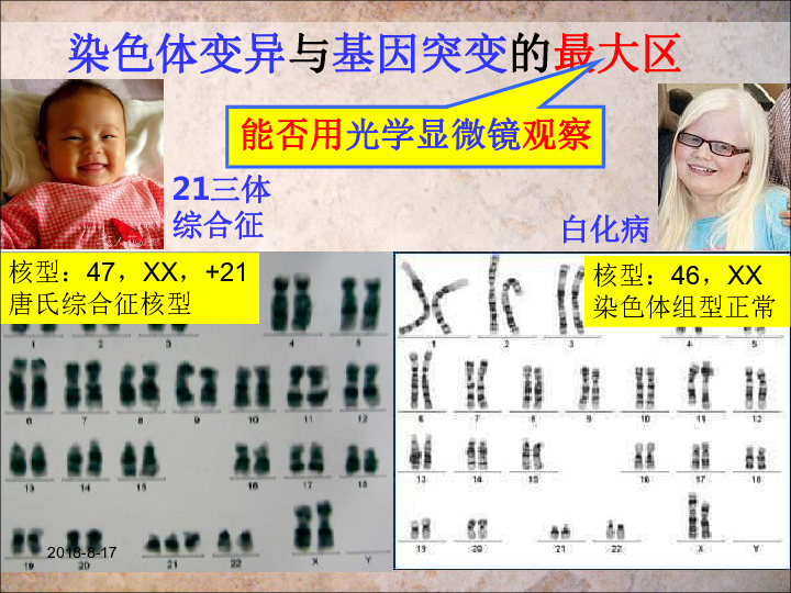 人教版高中生物必修二 5.2 染色体变异（27张）