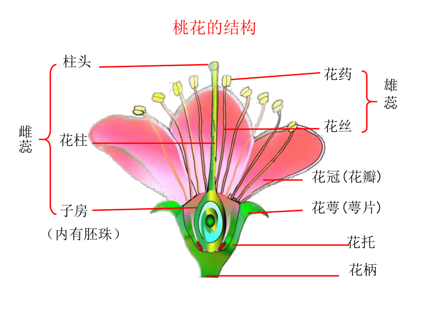 第一章绿色开花植物的一生第一节花的结构和类型课件26张ppt