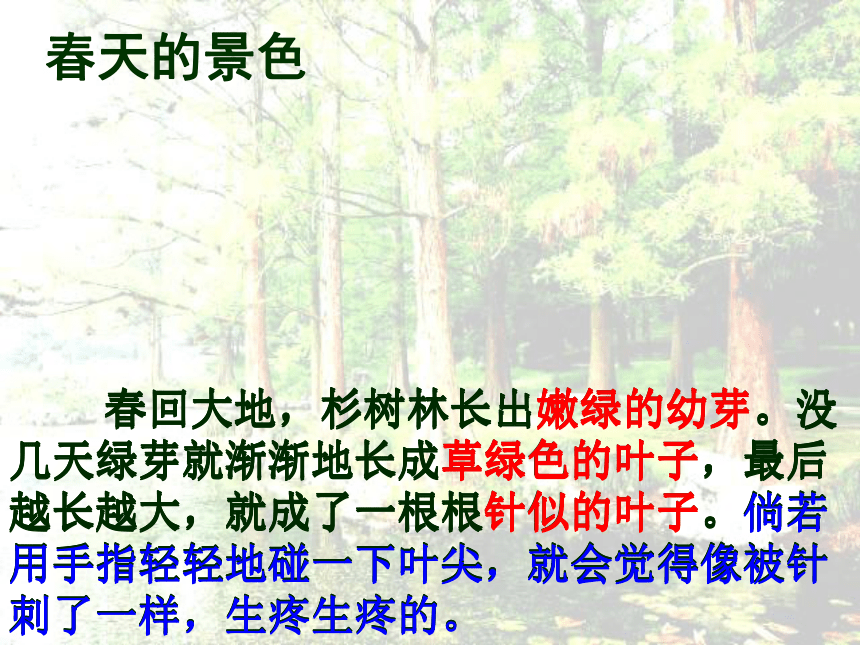 五年级上语文课件（B）-快乐的杉树林沪教版