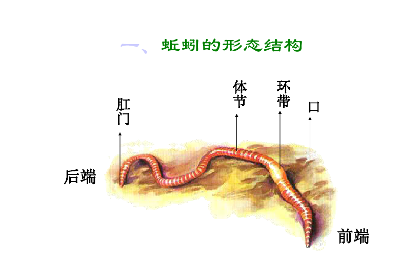 苏科版七下生物 13.1 土壤里的小动物 课件(16张PPT)